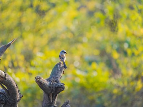 Free stock photo of animal, avian, bird