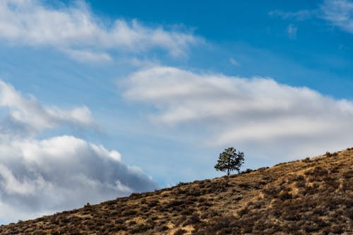 Kostnadsfri bild av berg, buskar, dagsljus