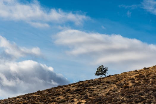 山坡上矗立着一棵孤独的树，背景是云层和蓝天