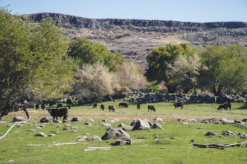 Animales Cerca De Los árboles