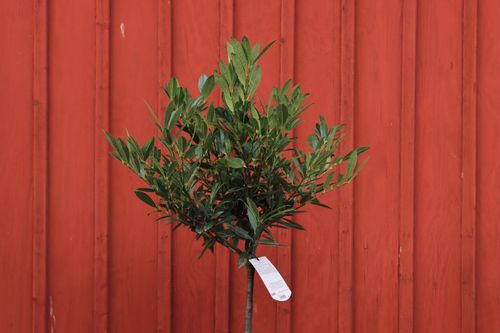 Free A young green tree stands against a vibrant red wooden wall, highlighting contrast. Stock Photo