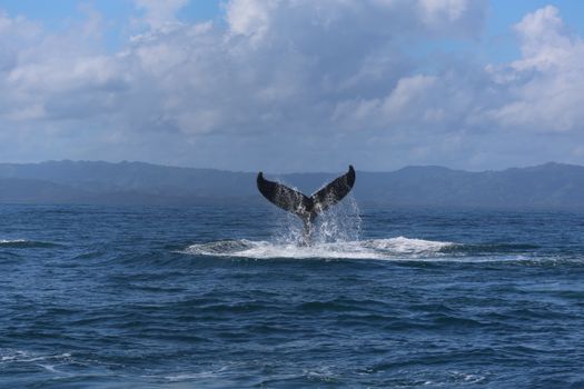 whale photo