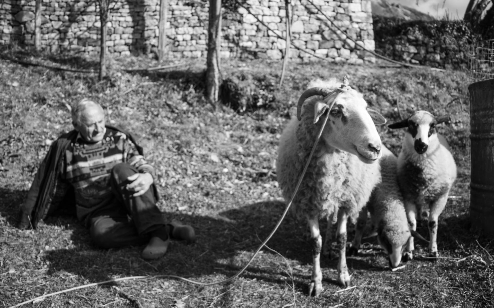 Herder zit met ram en schapen