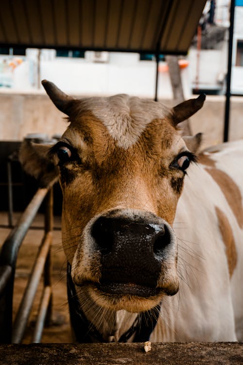 Free Brown and White Cow In a Shed Stock Photo