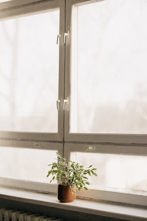 Potted Plant on Windowsill