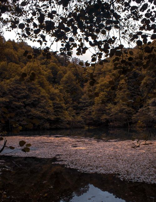 Free Serene fall landscape featuring a calm creek surrounded by dense foliage and fallen leaves. Stock Photo