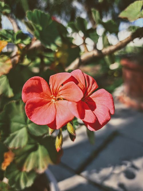 Free Vivid red geranium flowers in vibrant bloom captured in Nicosia, Cyprus. Stock Photo
