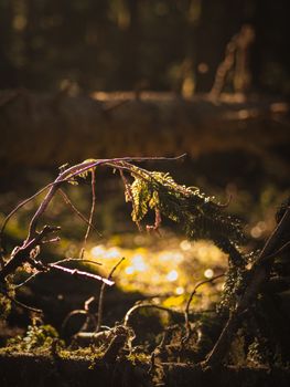 Close-up of forest underbrush with sunlight highlighting moss-covered branches.
