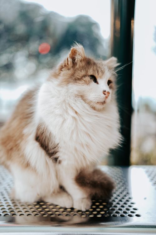 Free Adorable fluffy cat sitting indoors on a shiny surface with soft lighting. Stock Photo