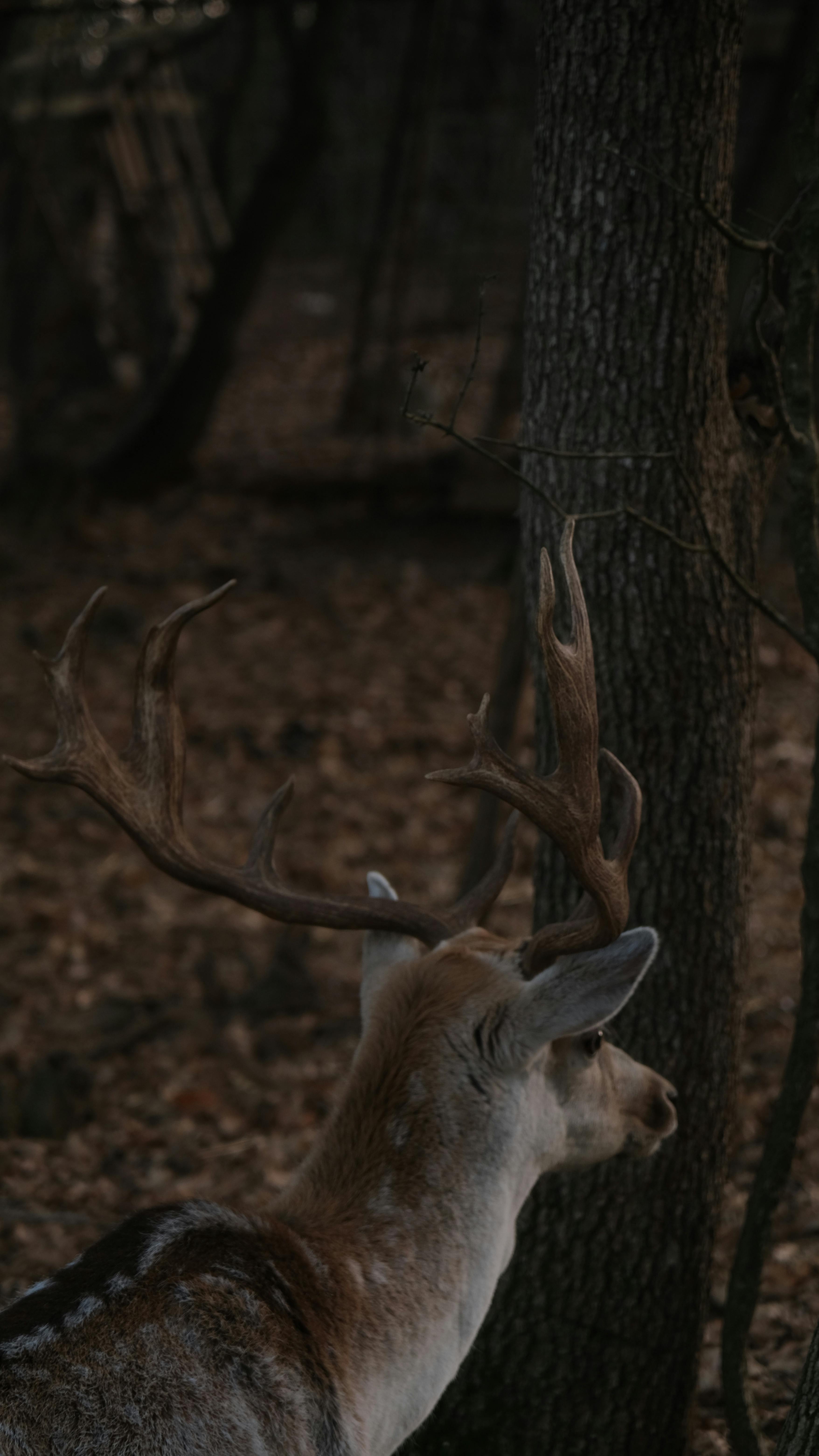 Gratuit Photos gratuites de animal, animal à cornes, animal qui navigue Photos