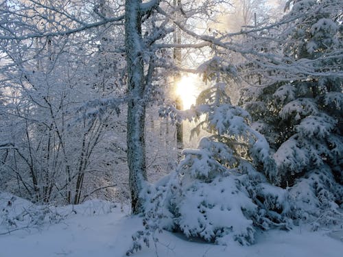 Kostenloses Stock Foto zu bäume, frost, kalt