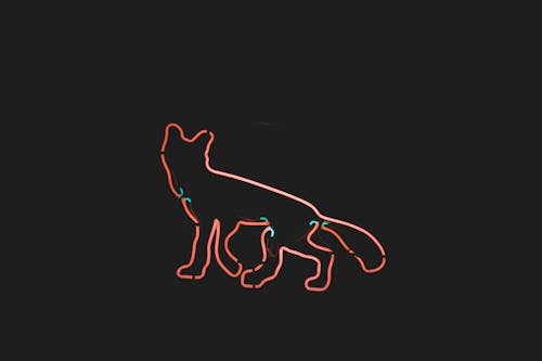 Close-up of Animal Neon Sign on Black Background