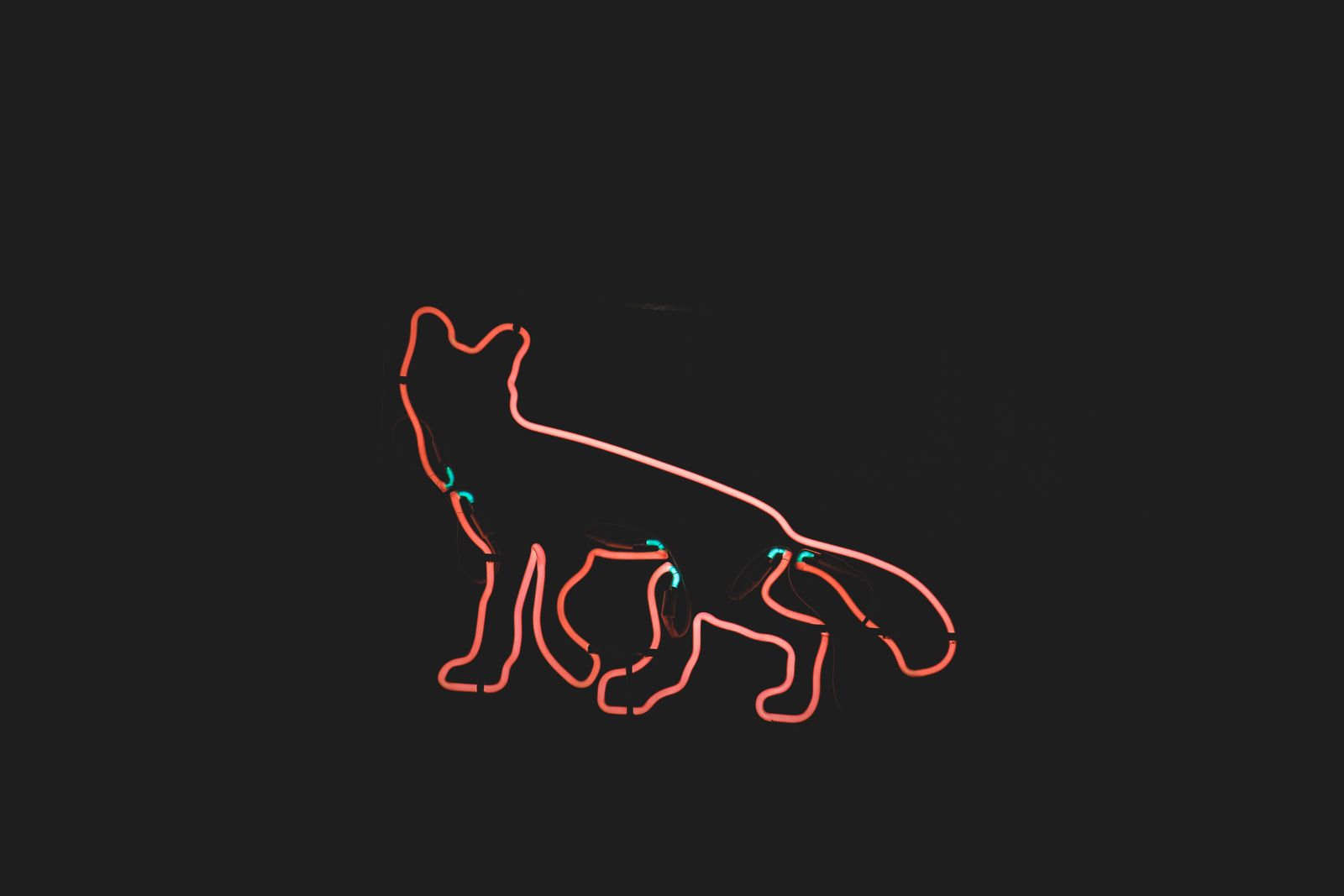 Animal Outline Photos, Download The BEST Free Animal Outline Stock ...