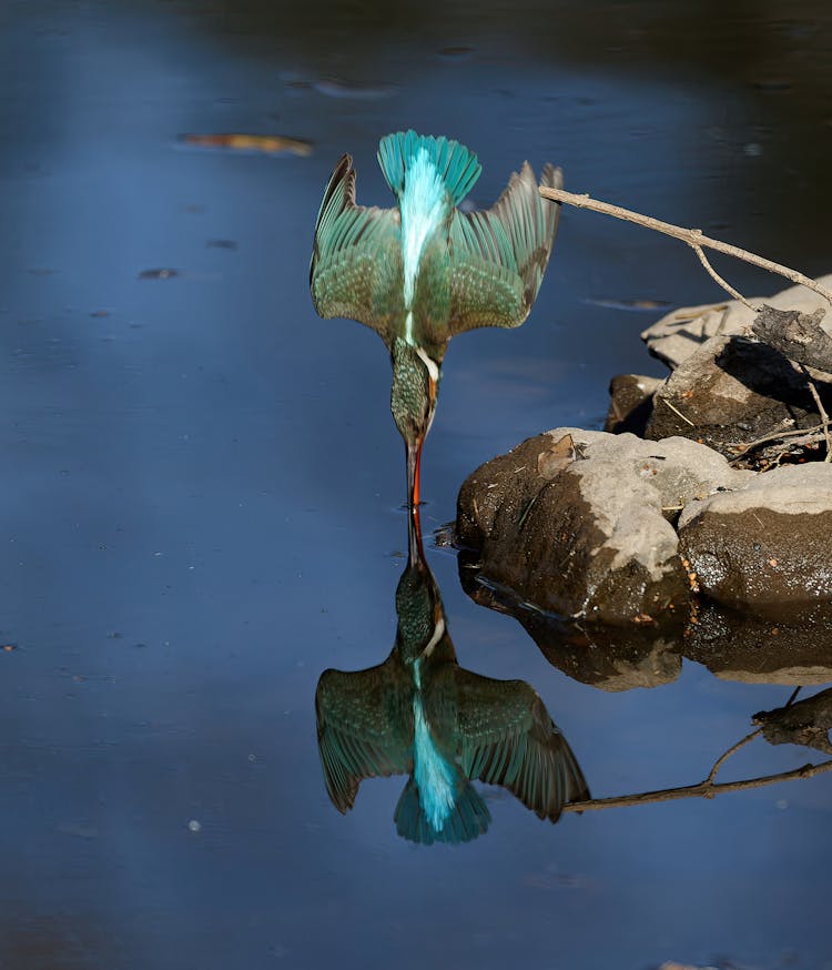 Bird Drinking Water