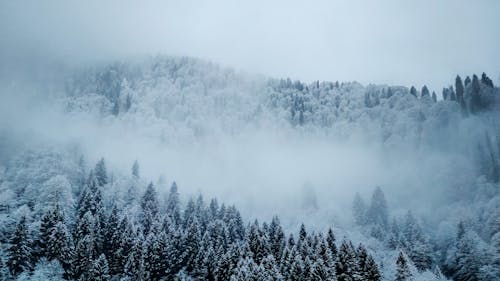 Fotos de stock gratuitas de bosque, con neblina, frío
