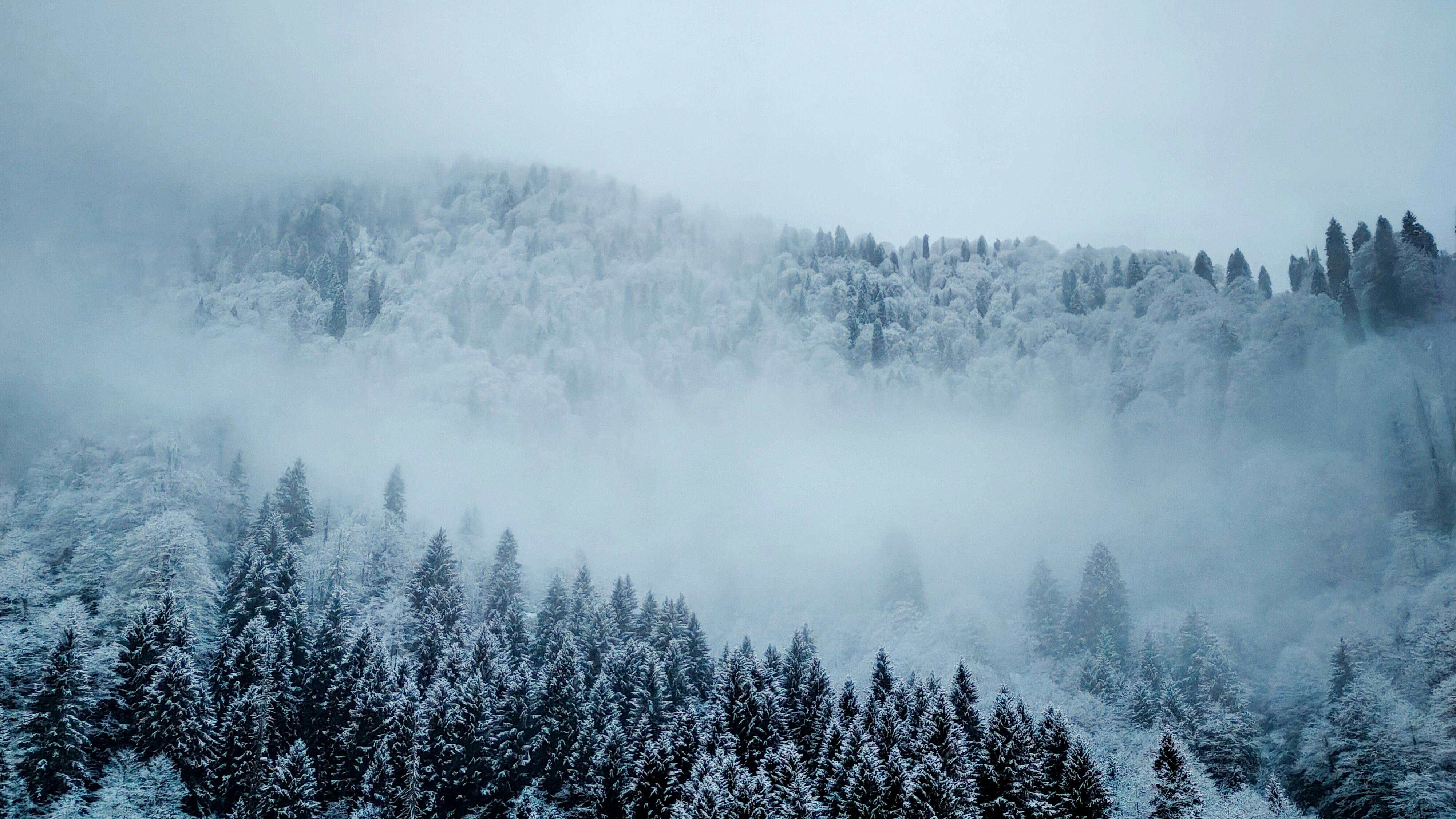 Foto de stock gratuita sobre @al aire libre, alpino, arboles, belleza  natural, bosque, bosque espeso, callado, calma, clima frío, con neblina,  con niebla, congelado, descansar, dosel del bosque, enselvado, escarcha,  escarchado, escénico,