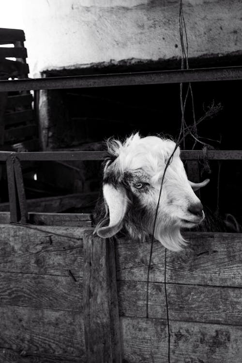 Goat in Enclosure on Farm