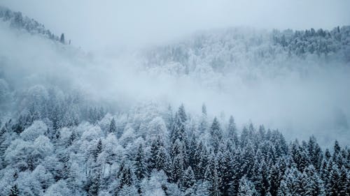 Fotos de stock gratuitas de bosque, con niebla, frío