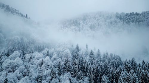 Imagine de stoc gratuită din cețos, codru, frig