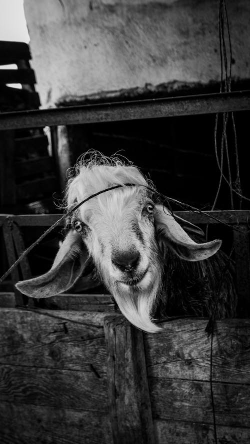 White Goat in Enclosure