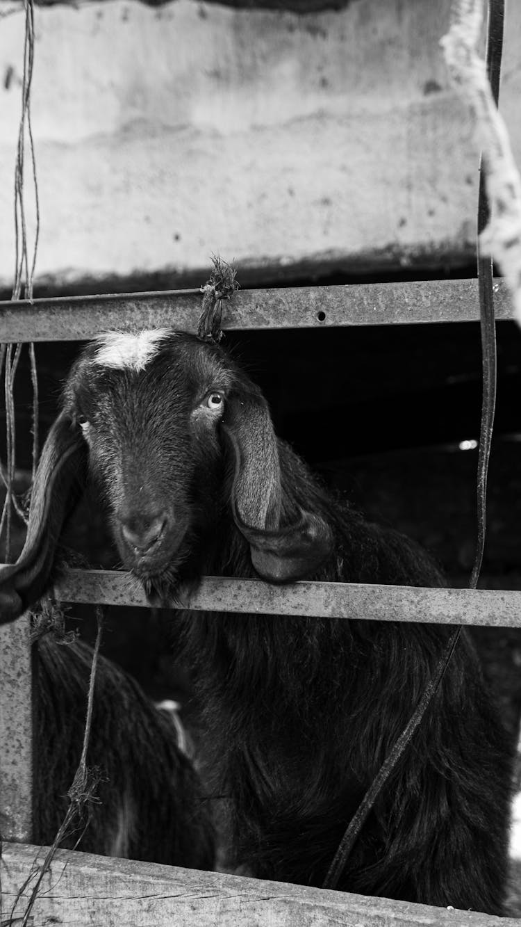 Goat In Barn