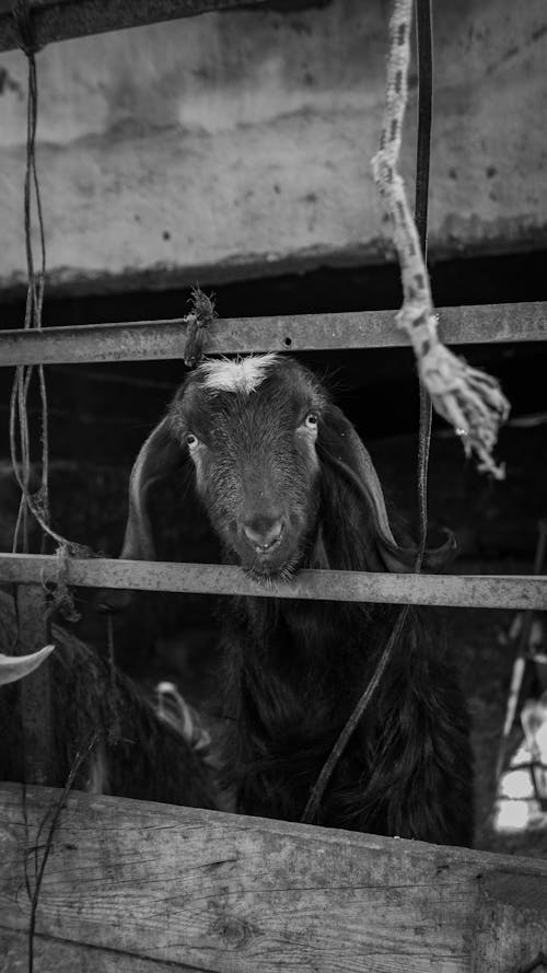 Goat in Barn