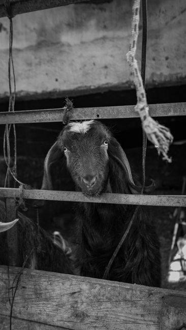 Fotomural Una foto en blanco y negro de una cabra asomándose a través de una cerca de granja con un ambiente rústico.