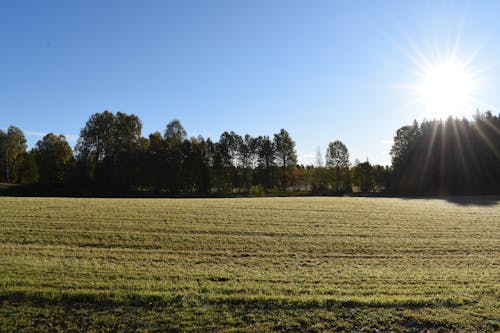 Photos gratuites de arbres, ciel bleu, paysage