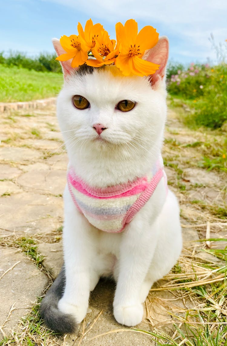 Sitting Cat With Flowers On Head