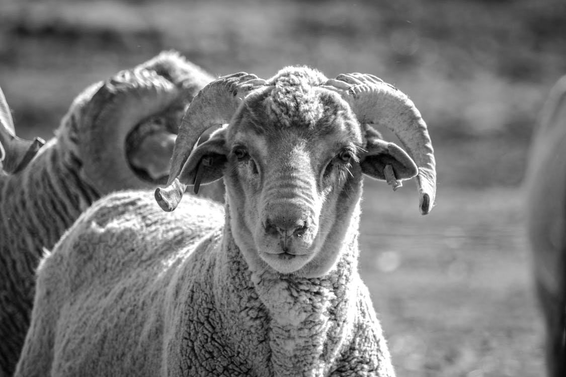 Free stock photo of animal, black and white, farm