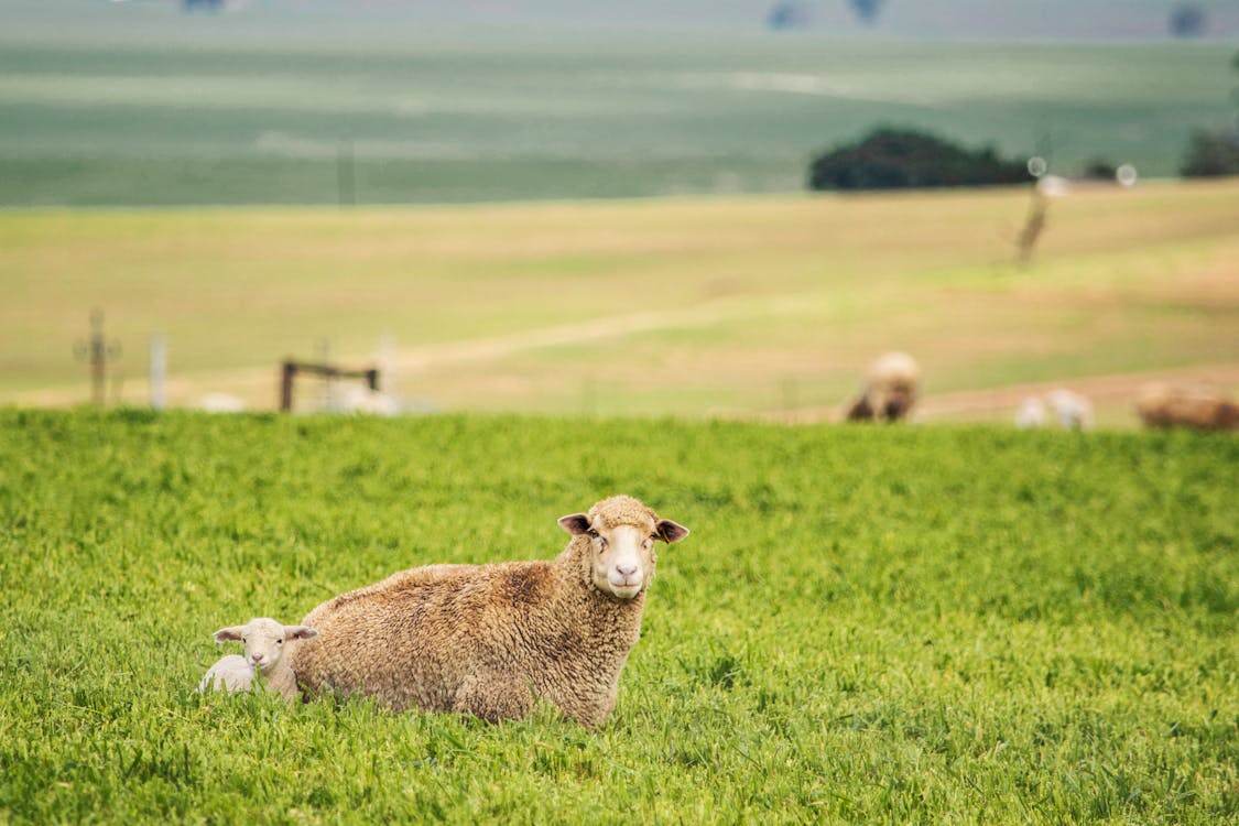 Овцы и ягненок, лежащие на траве