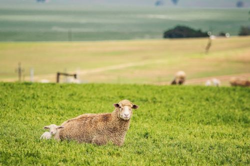 Free A serene view of a sheep and lamb resting in a lush green field, showcasing rural tranquility. Stock Photo