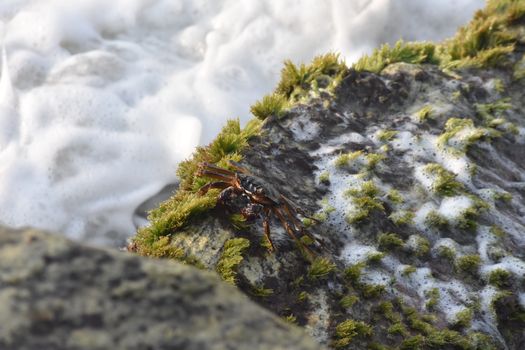 Free stock photo of crab, environment, landscape