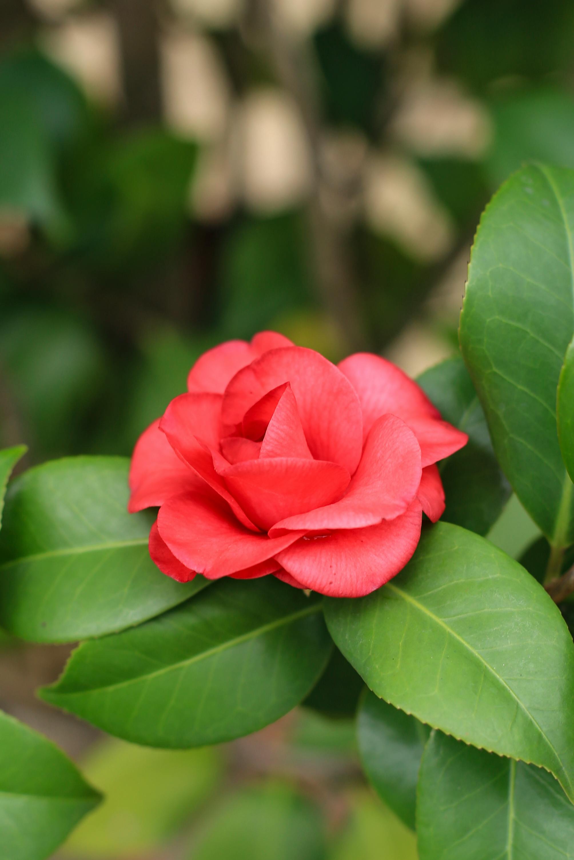 Bright red Camellia with vibrant green leaves captured in a garden setting.