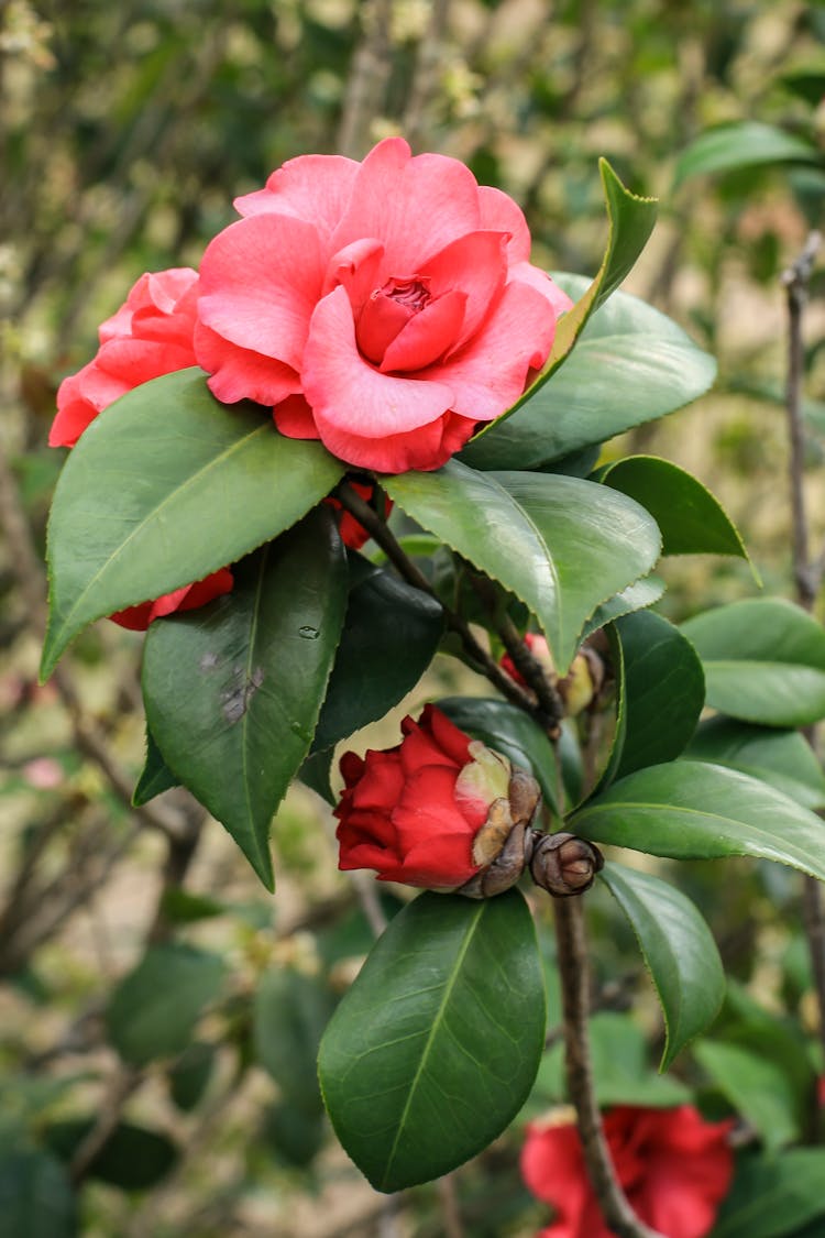 Blooming Flowers In Summer Garden