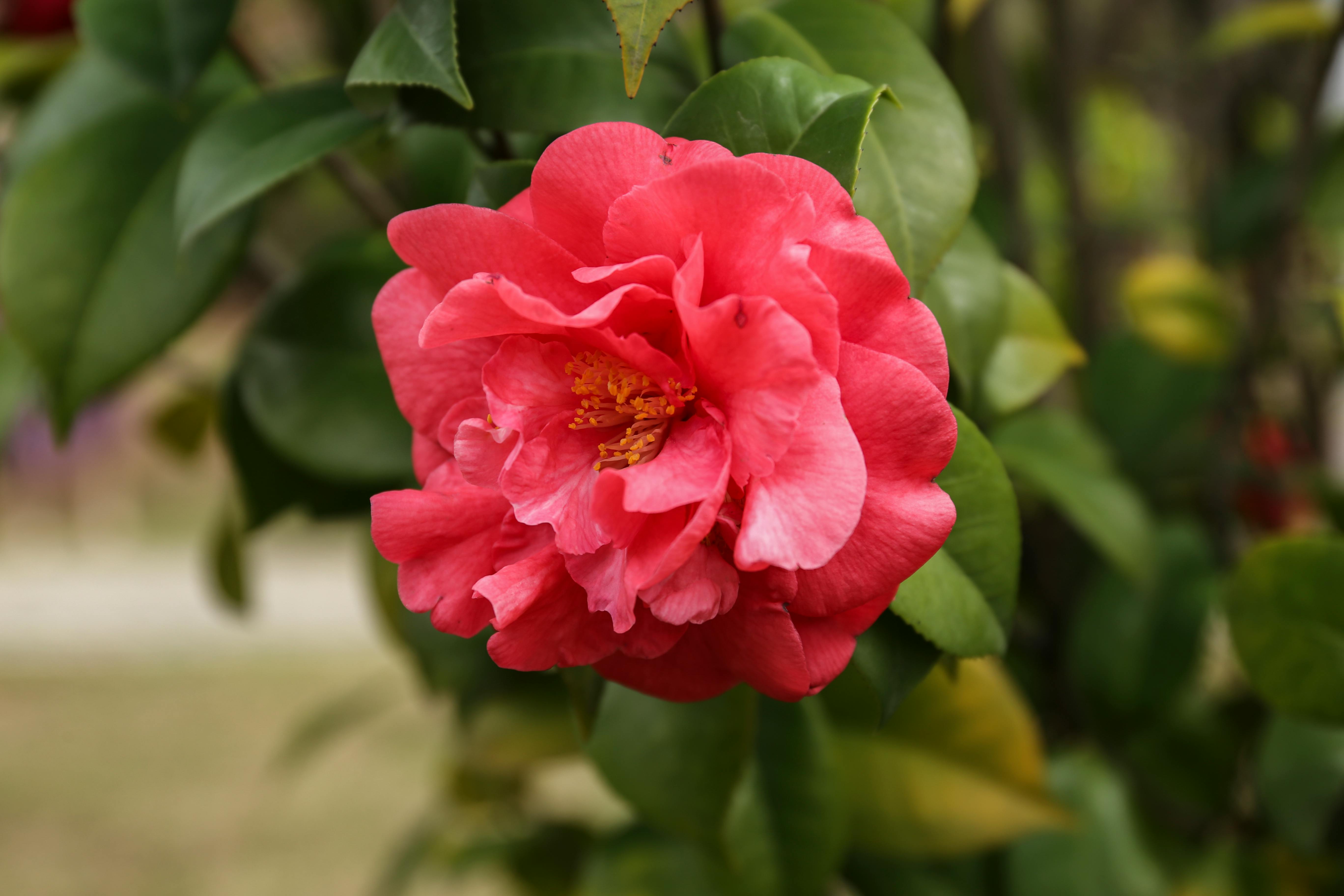 Pink Flowers and Green Leaves · Free Stock Photo