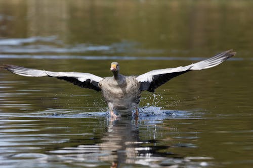 Duck is Taking Off Water