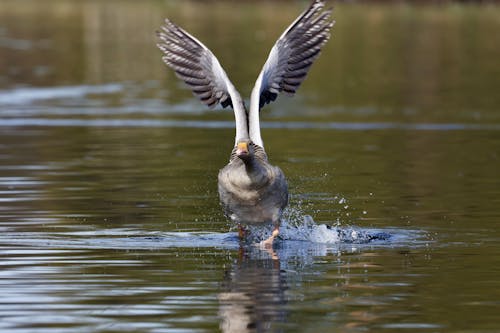 Close up of Duck over Water