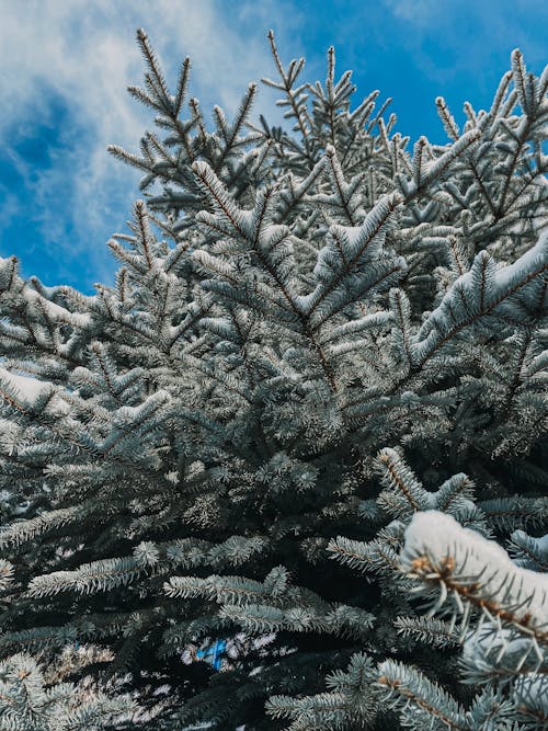 Foto d'estoc gratuïta de arbre, coníferes, constipat