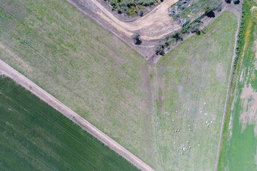 Free stock photo of aerial, canola, drone Stock Photo