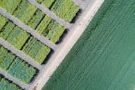 阿尔伯特亲王的油菜田航拍照片充满活力，展现了其几何图案