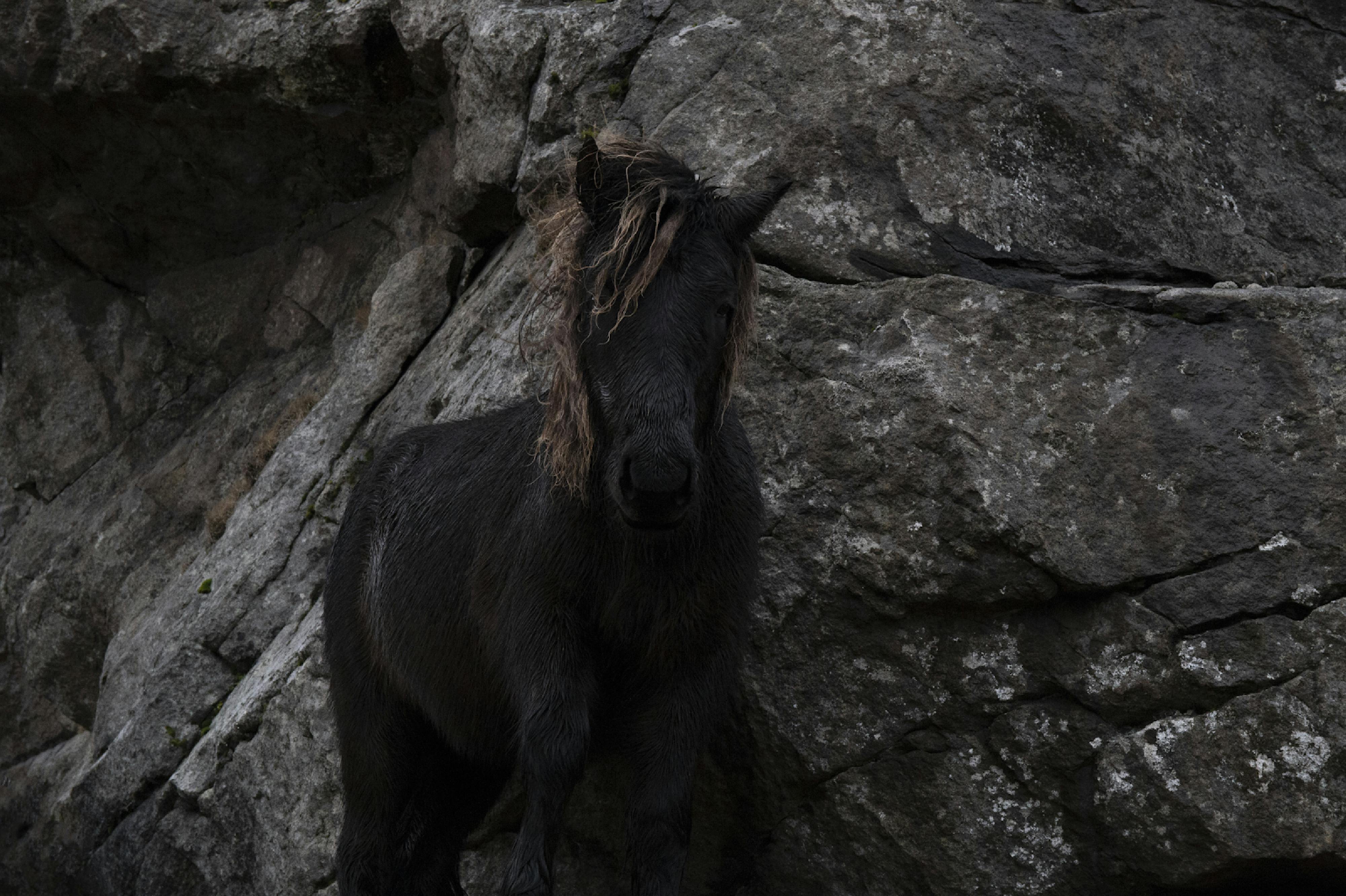 Close-up of a black horse standing against a rugged rocky backdrop, highlighting its natural elegance.