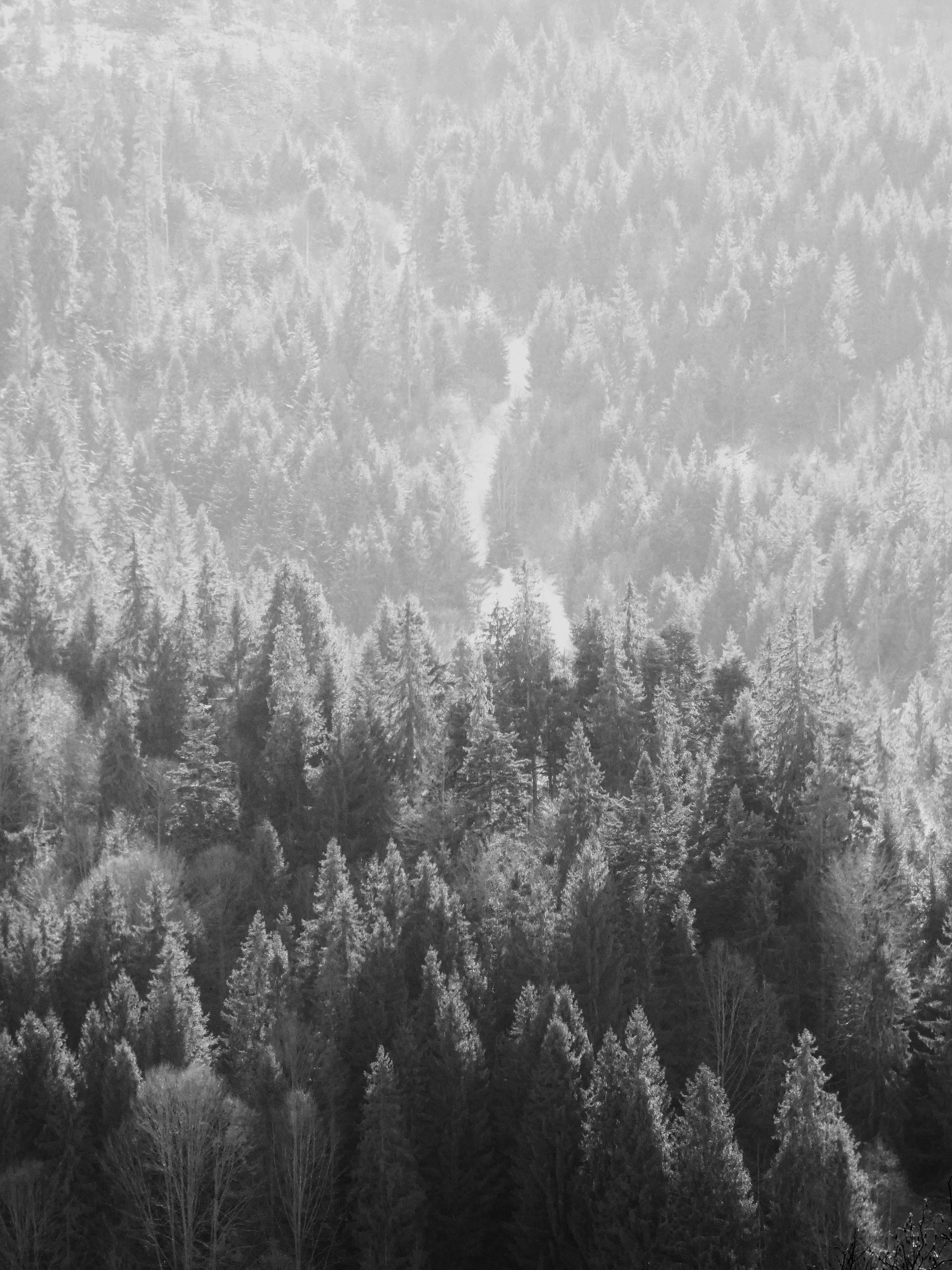 Forest in Black and White · Free Stock Photo