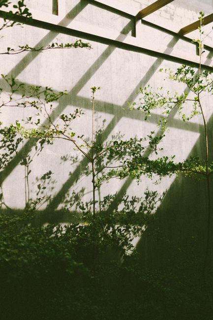 Plants casting shadows inside a serene greenhouse setting.