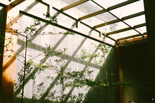 Free Sunlight streaming through a greenhouse ceiling casts shadows on a gray concrete wall. Stock Photo