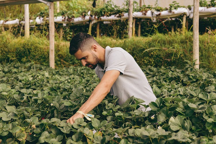 Man Picking Strawberries