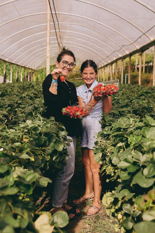 Kostnadsfri bild av jordgubbar, kvinnor, lantbruk