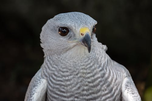 Close-up of a Gray-lined Hawk
