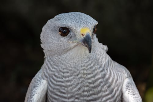 Foto d'estoc gratuïta de animal, au, buteo nitidus