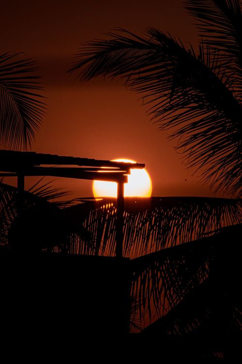 Free A beautiful tropical sunset with silhouetted palm leaves creating a serene view. Stock Photo